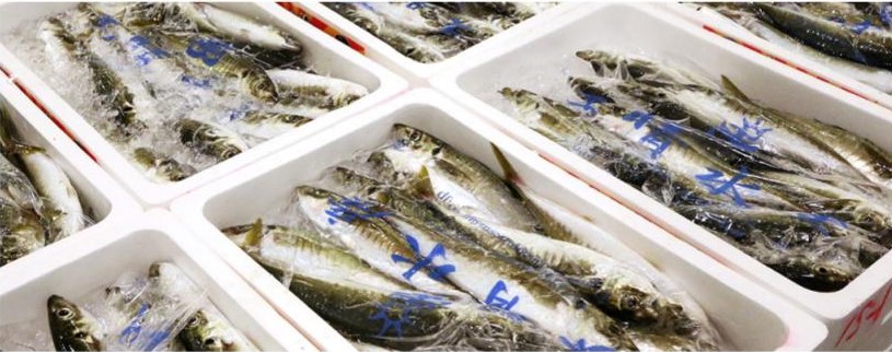 丸魚水産株式会社イメージ3